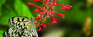 The Sophia M. Sachs Butterfly House