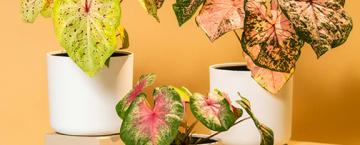 Artful Foliage