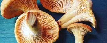 Fungi  Fundamentals