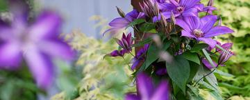Leafy Landscaping