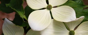 Bursting with Blossoms