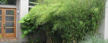 Bountiful Bamboo