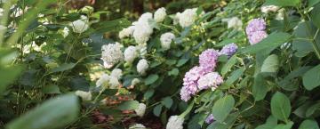 Hydrangea Heaven