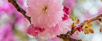 Make Room for Blooms