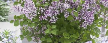 Year of Plants: Part One 