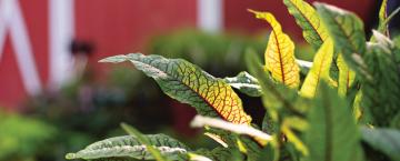 The Dirt: Patterned Plants