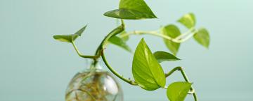 Green Thumb