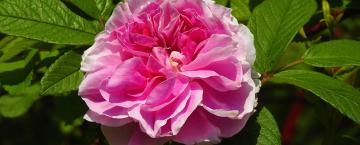Beauty in Bloom