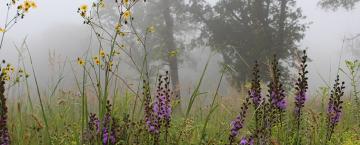Mild Weather, Wildflowers