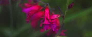 A St. Louis Gardening Legacy 