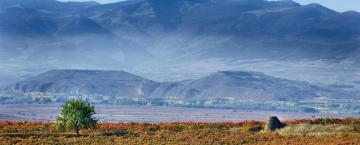 Spring Buds in Spain