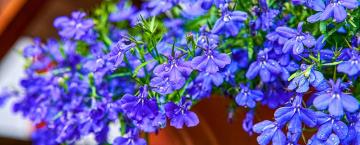 Bloom Into Fall