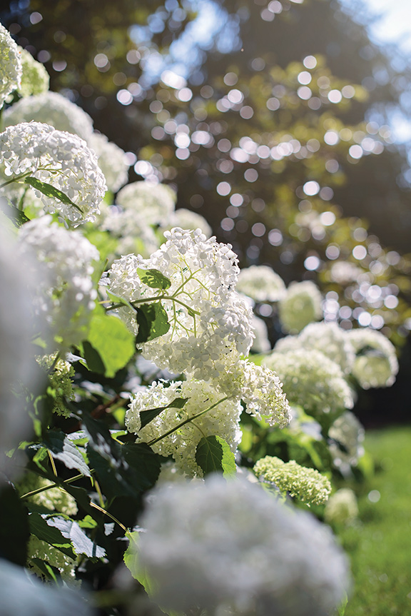 How to Dry Limelight Hydrangeas - Southern Hospitality
