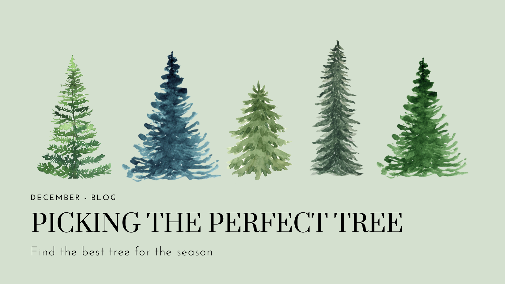A Guide to Selecting the Perfect Real Christmas Tree