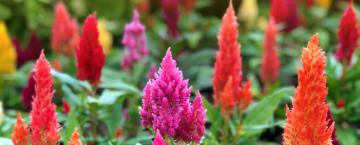 Sprucing up your Summer Garden 