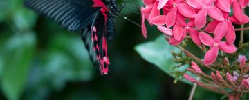 Sophia M. Sachs Butterfly House
