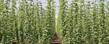 Brewing More than Beer