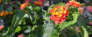 Attracting Pollinators