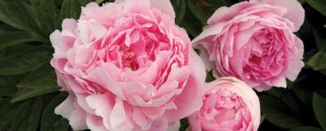 Old-Fashioned Flowers