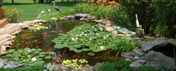 Plants for Ponds